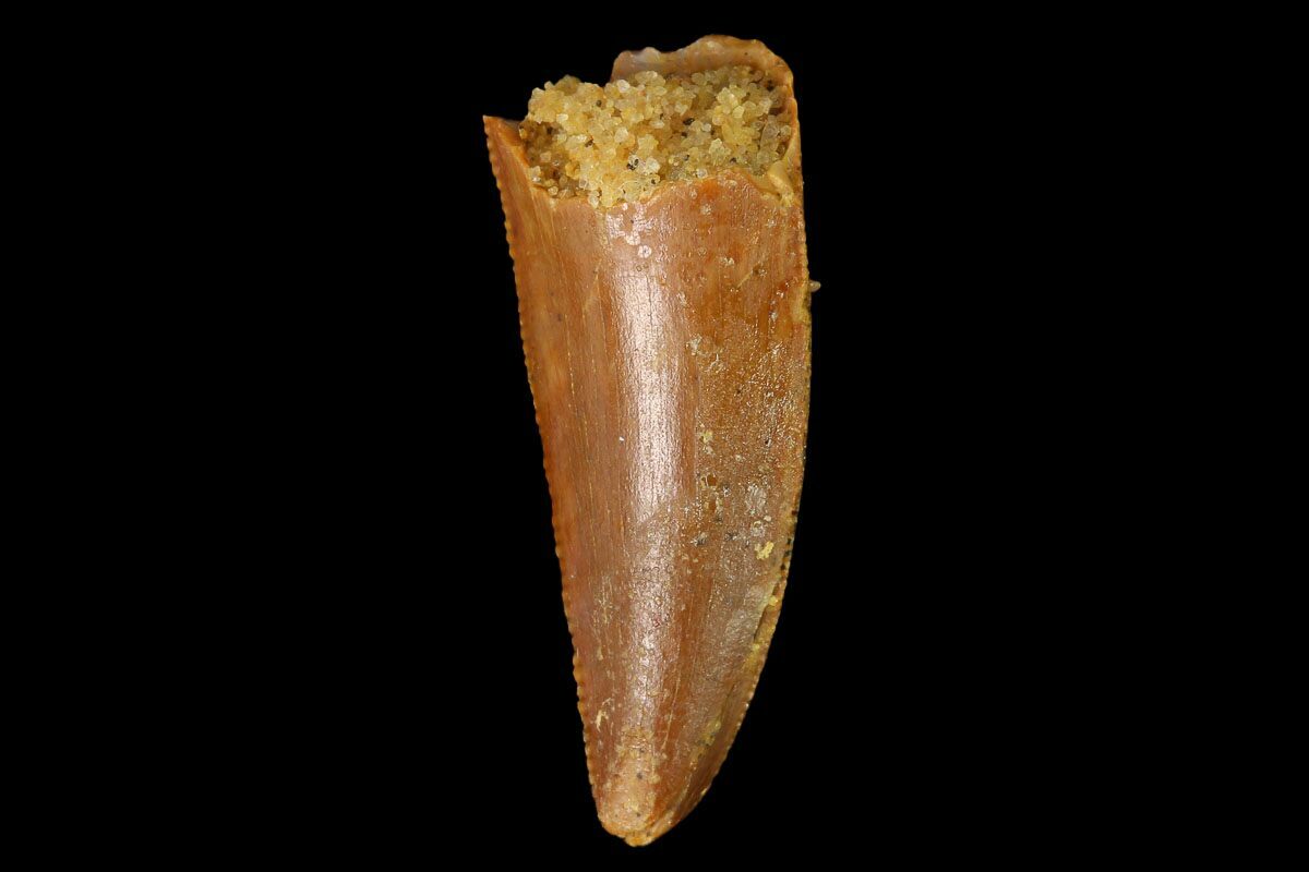 raptor dinosaur teeth