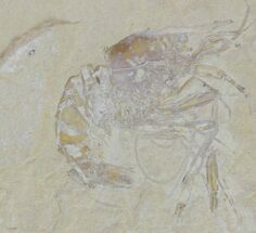 Large, Cretaceous Fossil Shrimp - Lebanon #154572