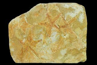 Silurian Sea Star (Australaster) Multiple Plate - Australia #155931