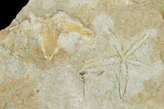 Silurian Starfish (Australaster) Fossil - Australia #155932