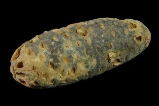 2" Agatized Seed Cone (Or Aggregate Fruit) - Morocco - Fossil #155030