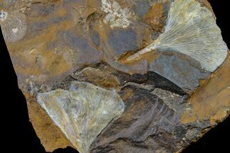 Fossil Ginkgo Leaves with Partial Winged Walnut Fruit - North Dakota #156255