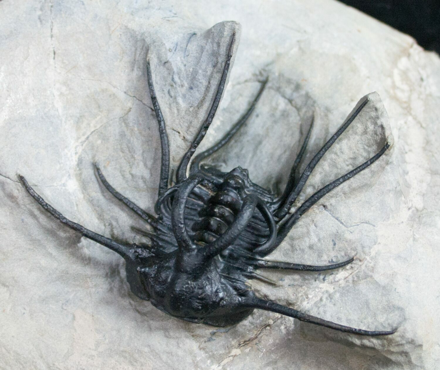 Alien Looking Dicranurus Monstrosus Trilobite For Sale (#10603 ...