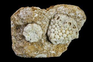Fossil Crinoid (Physetocrinus & Eucladocrinus) Plate - Missouri #156771