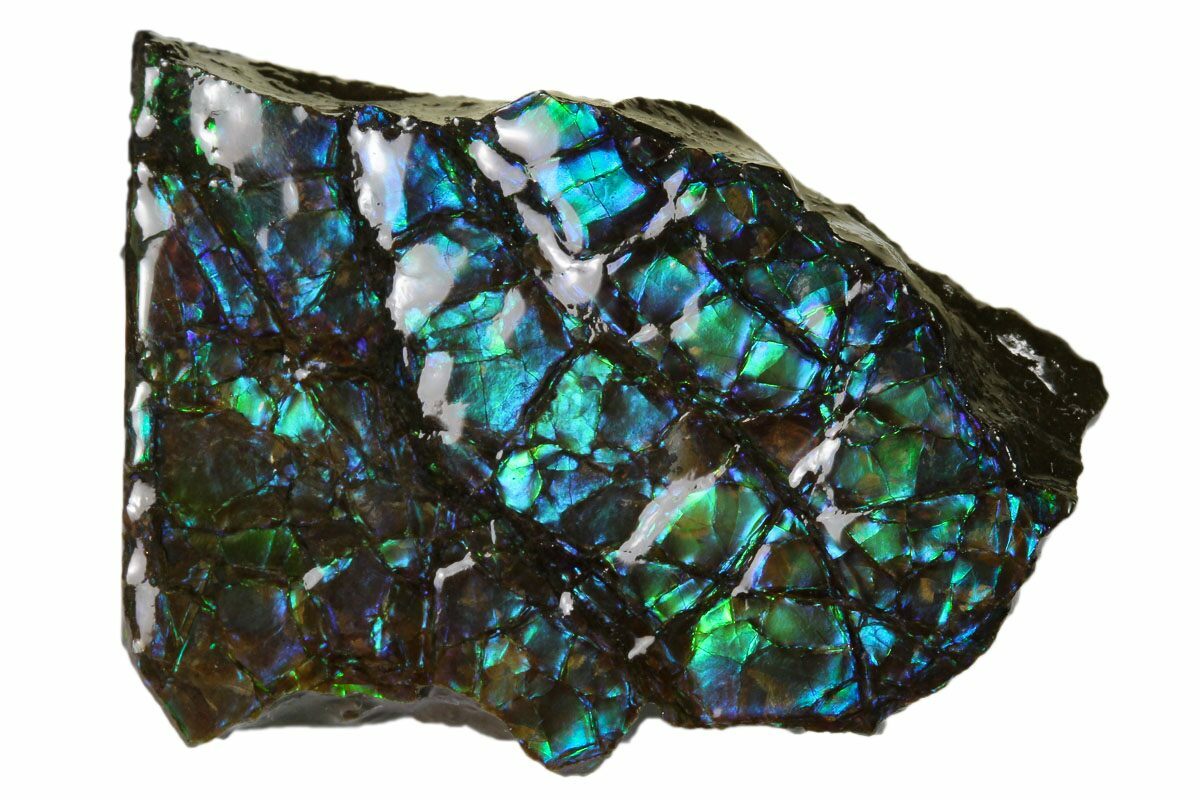 1.55" Iridescent Ammolite (Fossil Ammonite Shell) Alberta, Canada (156772) For Sale