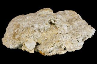 5.3" Jurassic Coral Colony (Thamnasteria) Fossil - Germany - Fossil #157324