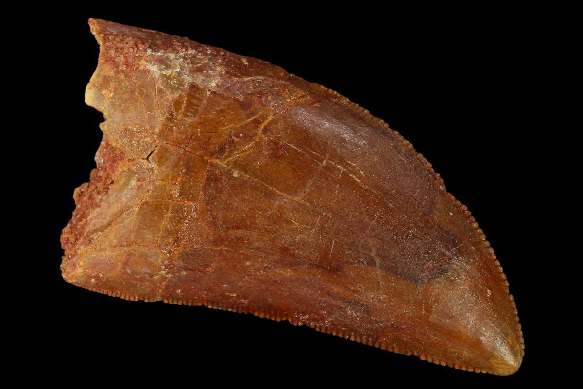 1.56" Serrated, Carcharodontosaurus Tooth Real Dinosaur Tooth For