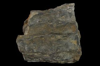 2.8" Fossil Lycopod Tree Root (Stigmaria) - Kentucky - Fossil #158795