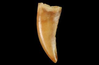 Serrated, Theropod Tooth - Real Dinosaur Tooth #159024