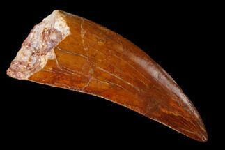 Serrated, Carcharodontosaurus Tooth - Beautiful Preservation #159349