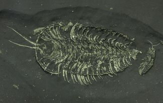 Large, Pyritized Triarthrus Trilobite With Appendages - New York #159692