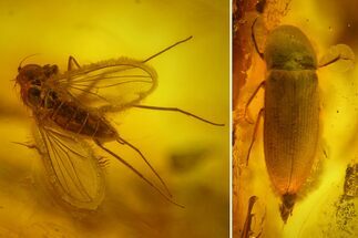 Fossil Beetle (Coleoptera) & Two Flies (Diptera) In Baltic Amber #159775