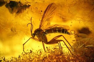 Detailed Fossil Fungus Gnat (Diptera) in Baltic Amber #159783