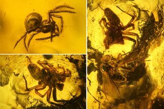 Two Fossil Flies (Diptera) & Two Spiders (Araneae) In Baltic Amber #159796