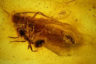 Fossil Ant, Caddisfly and Fly in Baltic Amber #159888