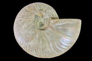 Silver Iridescent Ammonite (Cleoniceras) Fossil - Madagascar #157172