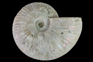 6.1" Silver Iridescent Ammonite (Cleoniceras) Fossil - Madagascar - Fossil #159396
