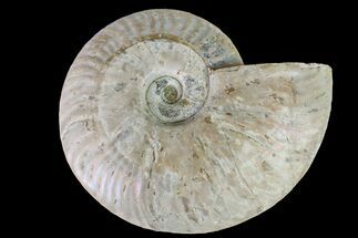 Silver Iridescent Ammonite (Cleoniceras) Fossil - Madagascar #159399