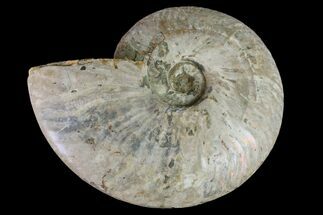 Silver Iridescent Ammonite (Cleoniceras) Fossil - Madagascar #159404