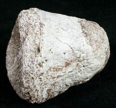 Dinosaur Bones For Sale - FossilEra.com