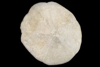 1.35" Miocene Echinoid (Monostychia) Fossil - Australia - Fossil #156385