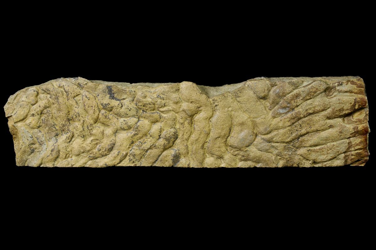 8.2" Pennsylvanian, Fossil Microbial Mat Oklahoma (155974) For Sale