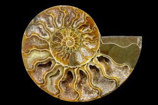 Cut & Polished Ammonite Fossil (Half) - Crystal Pockets #158048