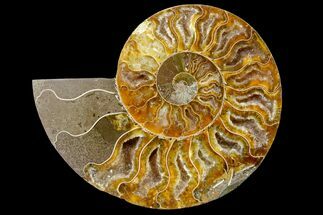 Cut & Polished Ammonite Fossil (Half) - Madagasar #158050