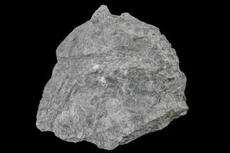 3.3" Fossil Lycopod Tree Root (Stigmaria) - Kentucky - Fossil #160233