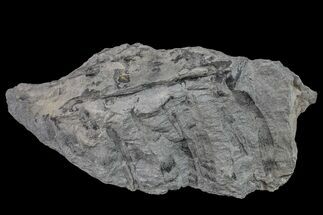 Fossil Lycopod Tree Root (Stigmaria) - Kentucky #160234