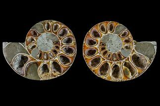Thick, Cut & Polished Ammonite Fossil - Madagascar #148048