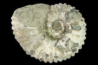 4.7" Bumpy Ammonite (Douvilleiceras) Fossil - Madagascar - Fossil #160369
