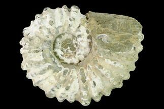 4.7" Bumpy Ammonite (Douvilleiceras) Fossil - Madagascar - Fossil #160372