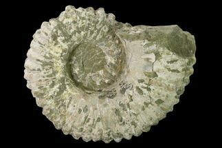 Bumpy Ammonite (Douvilleiceras) Fossil - Madagascar #160400