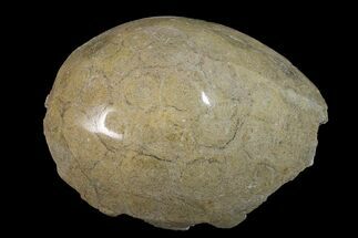 3.7" Polished Fossil Coral (Actinocyathus) Head - Morocco - Fossil #159275