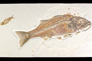 Fossil Fish (Mioplosus) With Knightia - Wyoming #161367