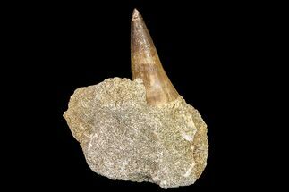 Mosasaur (Platecarpus) Tooth In Rock - Morocco #161179