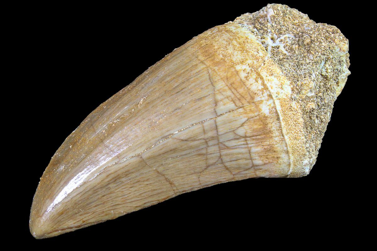 mosasaurus tooth for sale