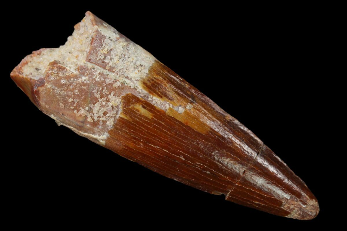 spinosaurus tooth price