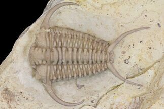 Rare, Gabriceraurus Trilobite Fossil - Wisconsin #161712