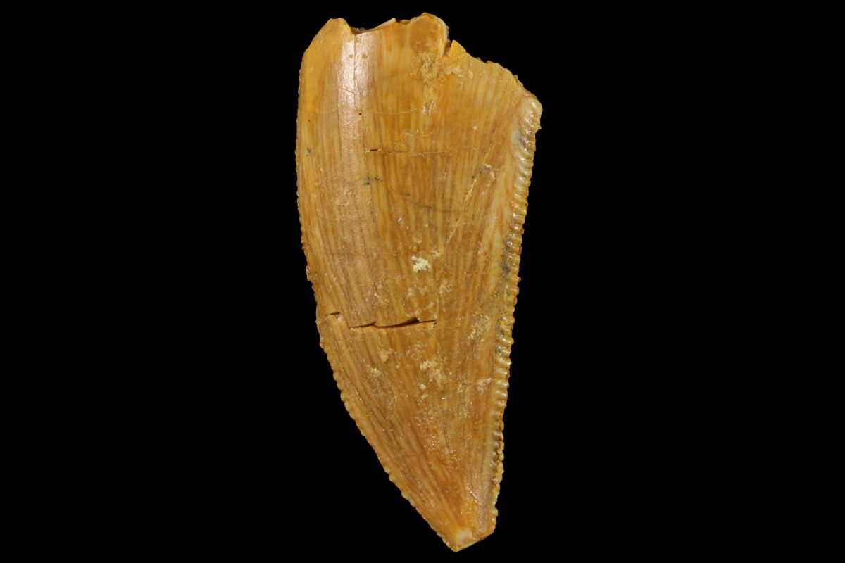 serrated dinosaur teeth