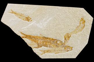 Cluster Of Four Fossil Fish (Knightia) - Green River Formation #162664