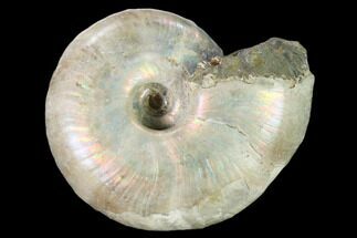 Iridescent Fossil Ammonite (Phylloceras) - Madagascar #162618