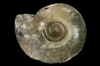 Triassic Fossil Ammonite (Juvenites) - Nevada #162624