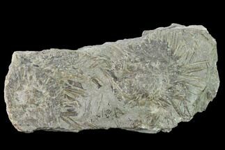 Fossil Echinoid (Archaeocidaris) Plate - Missouri #162656