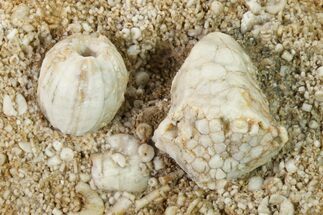 Fossil Crinoid (Cactocrinus) & Blastoid (Globoblastus) - Missouri #162684