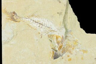 Bargain, 4.6" Cretaceous Crusher Fish (Coccodus) - Hjoula, Lebanon - Fossil #162742