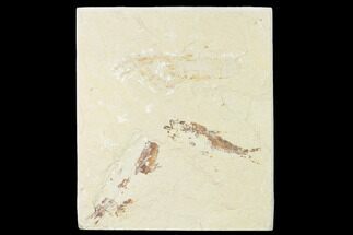 Cretaceous Lobster (Pseudostacus) with Two Fish - Lebanon #162801