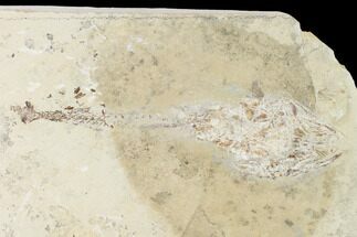 6.8" Cretaceous Predatory Fish (Eurypholis) - Lebanon - Fossil #162767