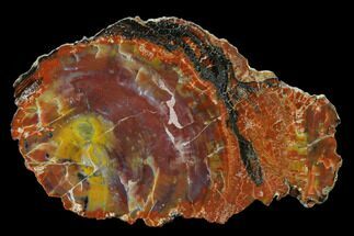 Vibrant, Polished Petrified Wood Slab - Arizona #162858